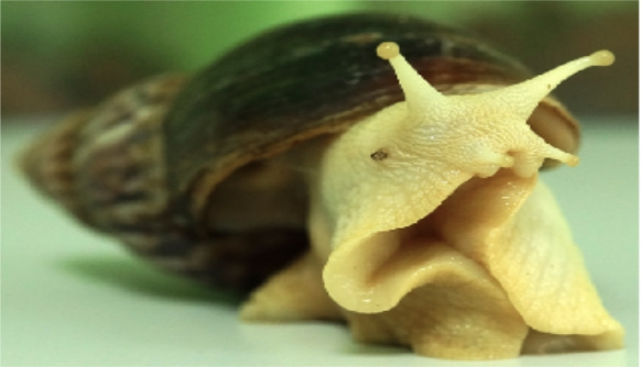 Achatina fulica