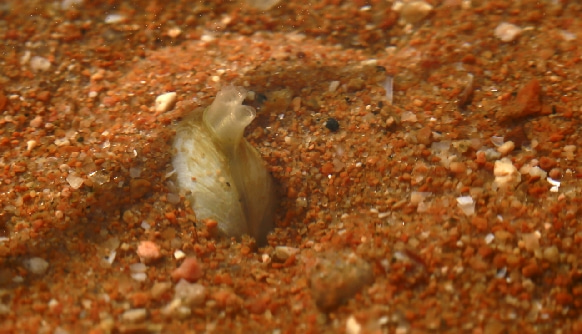 A model mollusc: Mulinia lateralis